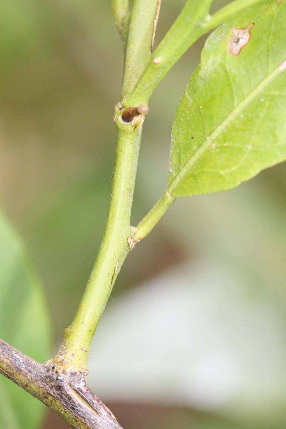            First year twig (Riverside, CA)   